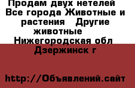 Продам двух нетелей - Все города Животные и растения » Другие животные   . Нижегородская обл.,Дзержинск г.